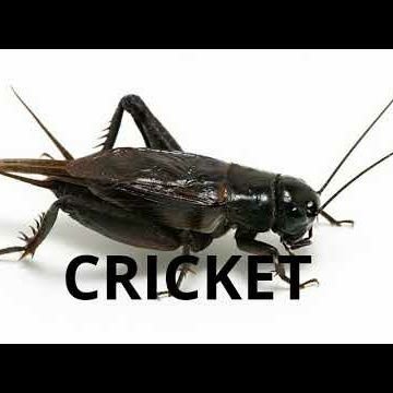 NarendraGoit's profile picture. 