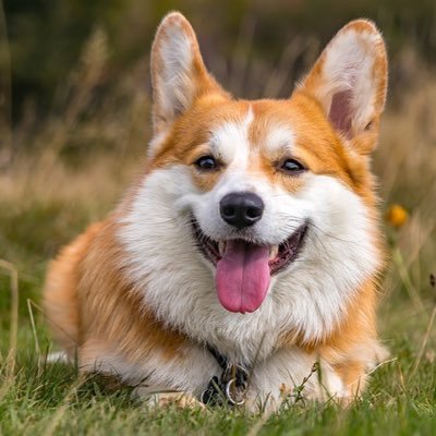 rrrrr555000's profile picture. 犬派🐕を貫いてきたのに最近かわいい猫の動画を見て揺れてる人🫠あとチンチラもかわいいモモンガも好きハムスターもいいよね