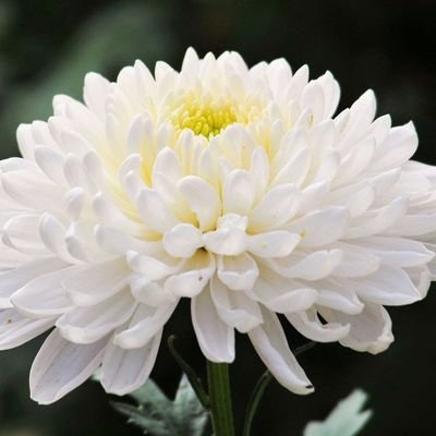 priyanuchbutbu1's profile picture. 