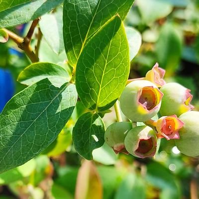 大昔に成人済/自分の好きな物を好きなように愛でる為の垢、雑食注意⚠️
こっそりフォローお許し下さい🐮
今は原神⚖️に夢中、日常写真多めです