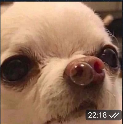 asthmatic_gull's profile picture. | був закритий акаунт став відкритий акаунт | коли все закінчиться мабуть знову закрию | квеве | а зараз я буду матюкатися