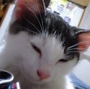 猫😸馬🐴波瑠ちゃん✨高杉真宙くん✨わたしのお嫁くん🍳⌚