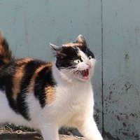 ayyz (@ayyzisdead) 's Twitter Profile