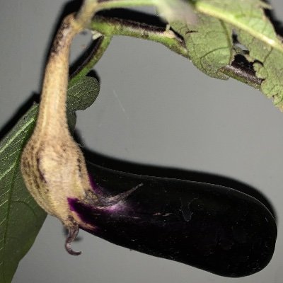 PinkoliveF's profile picture. Yahweh Connect YunGyeuL-Sus ET || Joseph DP434HO33 Charleskang JosephKangYun @rogeryun