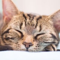 ブースカ (@buska_photo) Twitter profile photo