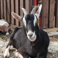 しま｜ライター&ディレクター＆採用 (@shi_ma_haha) 's Twitter Profile Photo