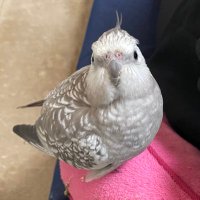 広島県三原市ペルル探しています (@pelre_whiteface) 's Twitter Profile Photo 広島県三原市ペルル探しています (@pelre_whiteface) 's Twitter Profile Photo