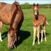 Brookside Stud (@brooksidestud) Twitter profile photo Brookside Stud (@brooksidestud) Twitter profile photo