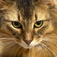 ハル (@jdevil34) 's Twitter Profile