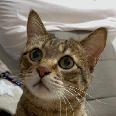 sasami319's profile picture. 30↑ 好きなもの：MSSP、塩と胡椒／グラブル ランク400になっちゃった雰囲気騎空士／ポケモン（スイクン･ウネルミナモ）。 いいねとリツイートする。パタパリコス。スヤスヤ教の寝徒。