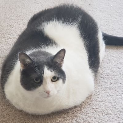 EIeQ8iShaq9dkuL's profile picture. ポコニカル大好き💕自分のトレード目指して修行中。