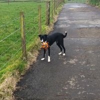 Chel🏴󠁧󠁢󠁳󠁣󠁴󠁿 (@chels2902) 's Twitter Profile Photo