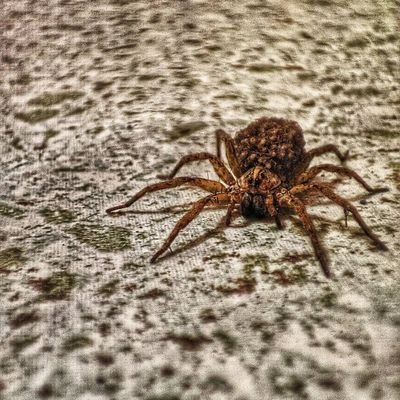 posyomx's profile picture. 