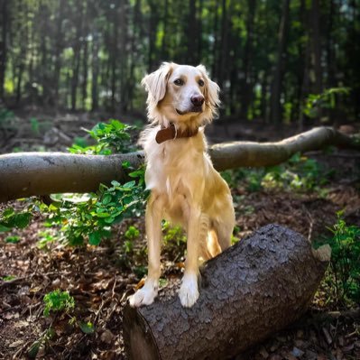 Collie Retriever aus dem Tierschutz mit Straußbert als emotional support. CEO of #chickennuggetultras