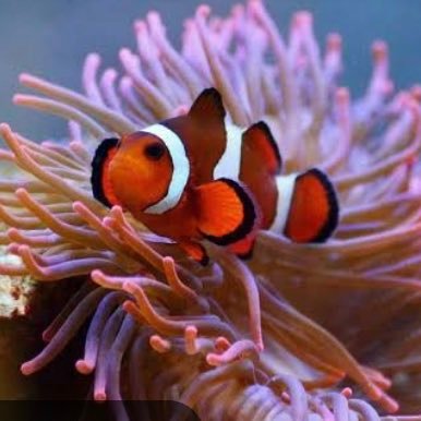 Pecinta ikan nemo dan sejenisnya. #Noporn.