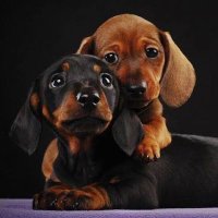 Dachshund Verse 0(@dachshundverse0) 's Twitter Profile Photo