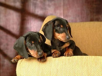 Welcome to My Page🥀🥀all Dachshund Lover❤️❤️