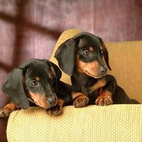 Dachshund Verse 2(@dachshundverse2) 's Twitter Profile Photo