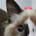 Yex~ (@yexasj) Twitter profile photo Yex~ (@yexasj) Twitter profile photo