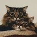 Stacked Cats🦜Final Flock🐦 (@heisenbugz) Twitter profile photo Stacked Cats🦜Final Flock🐦 (@heisenbugz) Twitter profile photo