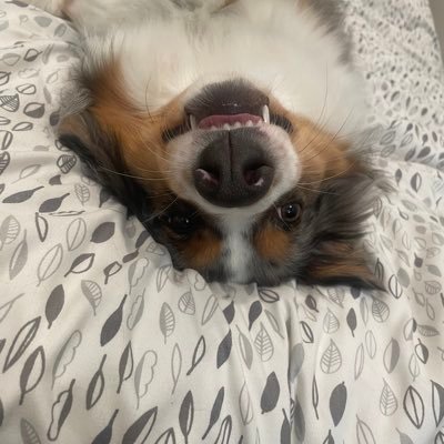 TradleyBrachet's profile picture. Vegan on Tuesday