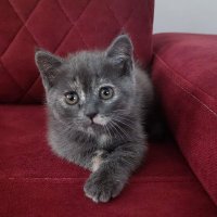 eşim hakkinda (@emreozer35) Twitter profile photo