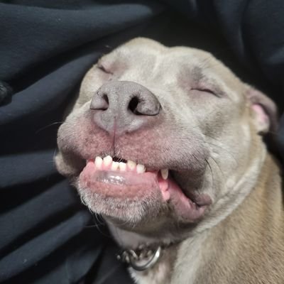 Chubbz_B13's profile picture. 