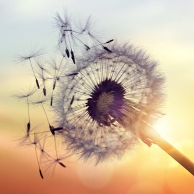 Life’s as fragile & fleeting as a dandelion in the wind. We are each as beautiful as flowers that bloom in spring. Let’s celebrate & cherish that in each other