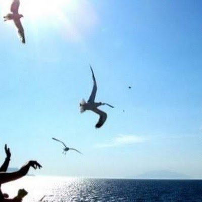 kby55555's profile picture. Servant of the Turkish Nation