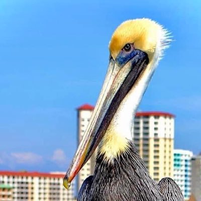 Networkey_Dude's profile picture. hanging out being cool, here for the chit chat.