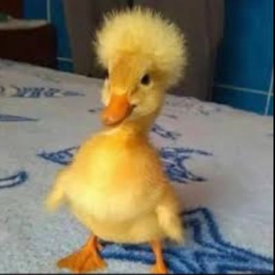 .duck