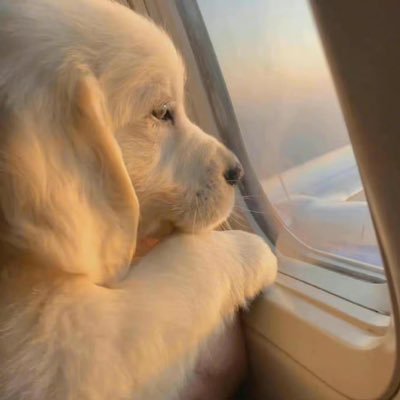 QiZhang98880618's profile picture. Art Science History Movies Books NBA