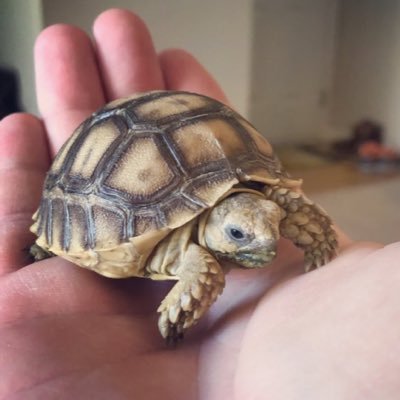 hi I am. Hum fartimg , an sulcata tortoese . hum fire/death aloso use this account ,, so he will posting sometimes. run by @hum_wiggly