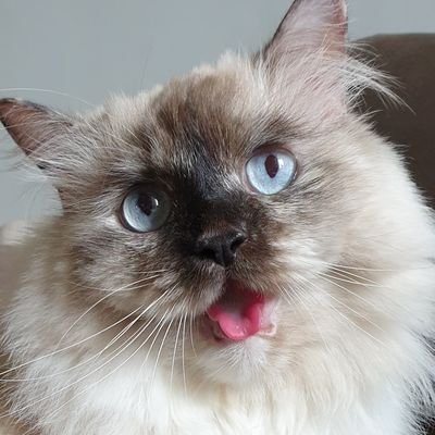 thekittycuddler Profile Picture