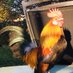 Fur and Feathers (@goldenguineapig) Twitter profile photo Fur and Feathers (@goldenguineapig) Twitter profile photo