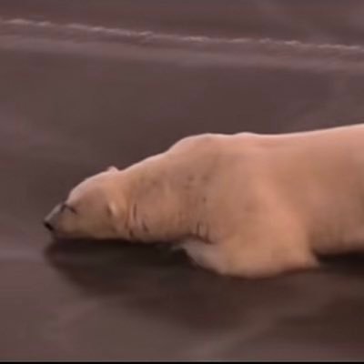 NOOBMAN36123235's profile picture. STOP THE WILLOW PROJECT