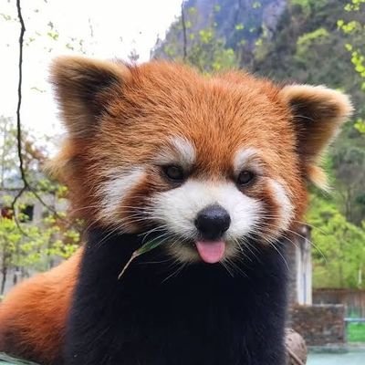 _Witty_Panda Profile Picture