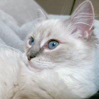 ぷわ🫧Ragdoll (@puwa0908_) 's Twitter Profile