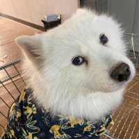 ๋๋ฃจ์ฒธ (@dongluchen) 's Twitter Profile Photo ๋๋ฃจ์ฒธ (@dongluchen) 's Twitter Profile Photo