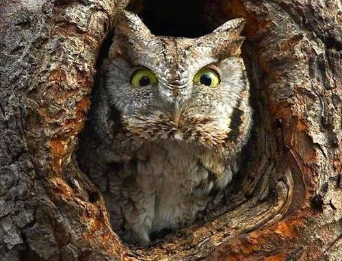 Kekespek's profile picture. Финансист. Скептик. Злой зеленый Кекеспек.