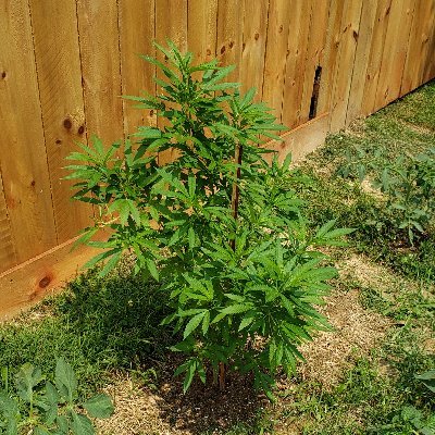 IamDaleGribbl's profile picture. Keep it simple stupid