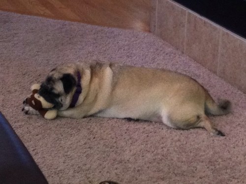 t_poww's profile picture. I'm just here for the free snacks.