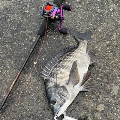 大阪湾は五島列島の次に魚影が濃い事に気付いたパパアングラーの釣行記🐟 春はナイトでバチ抜けシーバス探し、夏はトップメインでチヌを追い回し秋は青物の虜となりとにかくトップルアーを投げまくる🎣 冬は…何が釣れるのかこれから考えます👍 ワシは全国パパアングラーの王になる☠️