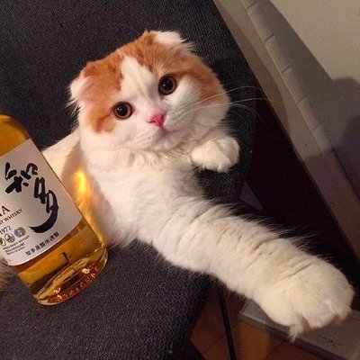 oiyami_vice's profile picture. 個人