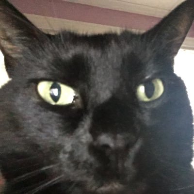 Jromerocat Profile Picture