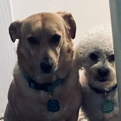 Jasper the Corgidor & Charlie the Maltipoo are taking over this account from one of our new Moms. 4-9-2022 was our Gotch Day! Happy to have a furever home.