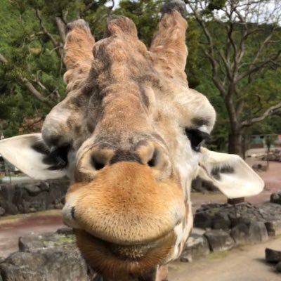 2023年1月第一子出産🐰茨城で子育て奮闘中👶🏻先輩方のTwitterで学ばせていただいています🙇🏻♀️無言フォロー失礼します🙇🏻♀️