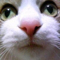 ayako yagi (@lingaya) 's Twitter Profile