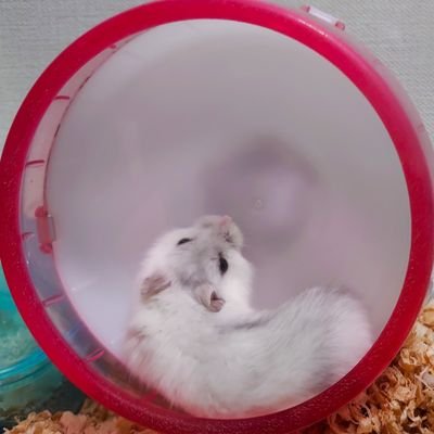 まぐろ缶さんのプロフィール画像