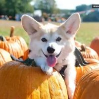 corgi Lover(@lover_corgi_) 's Twitter Profile Photo